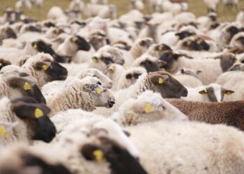 5 explanations for the growth of the stock market!