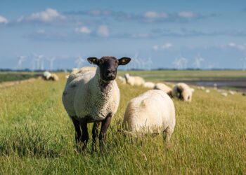 Good Stock Picks - How to make a killing with your investments