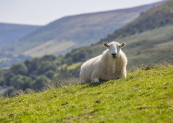 What is a stock split and why does Apple do it - How does a stock split affect investors