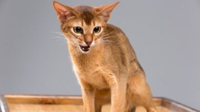 caracal cat for sale