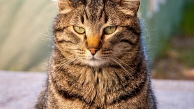tabby81983